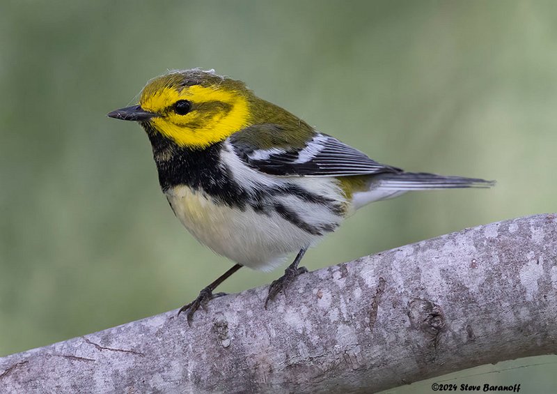 _B248847 black-throated green warbler.jpg